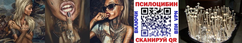 Купить где  Чусовой  Псилоцибиновые грибы Psilocybe 